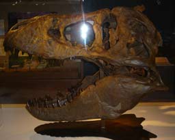 a second image of a menacing T. Rex head