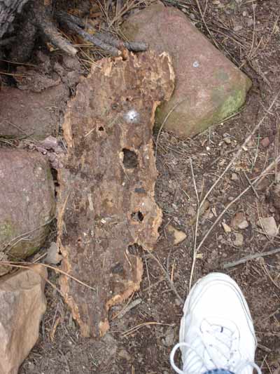 Picture of a piece of tree bark shaped like a face