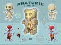 Anatomy of a Gummi Bear